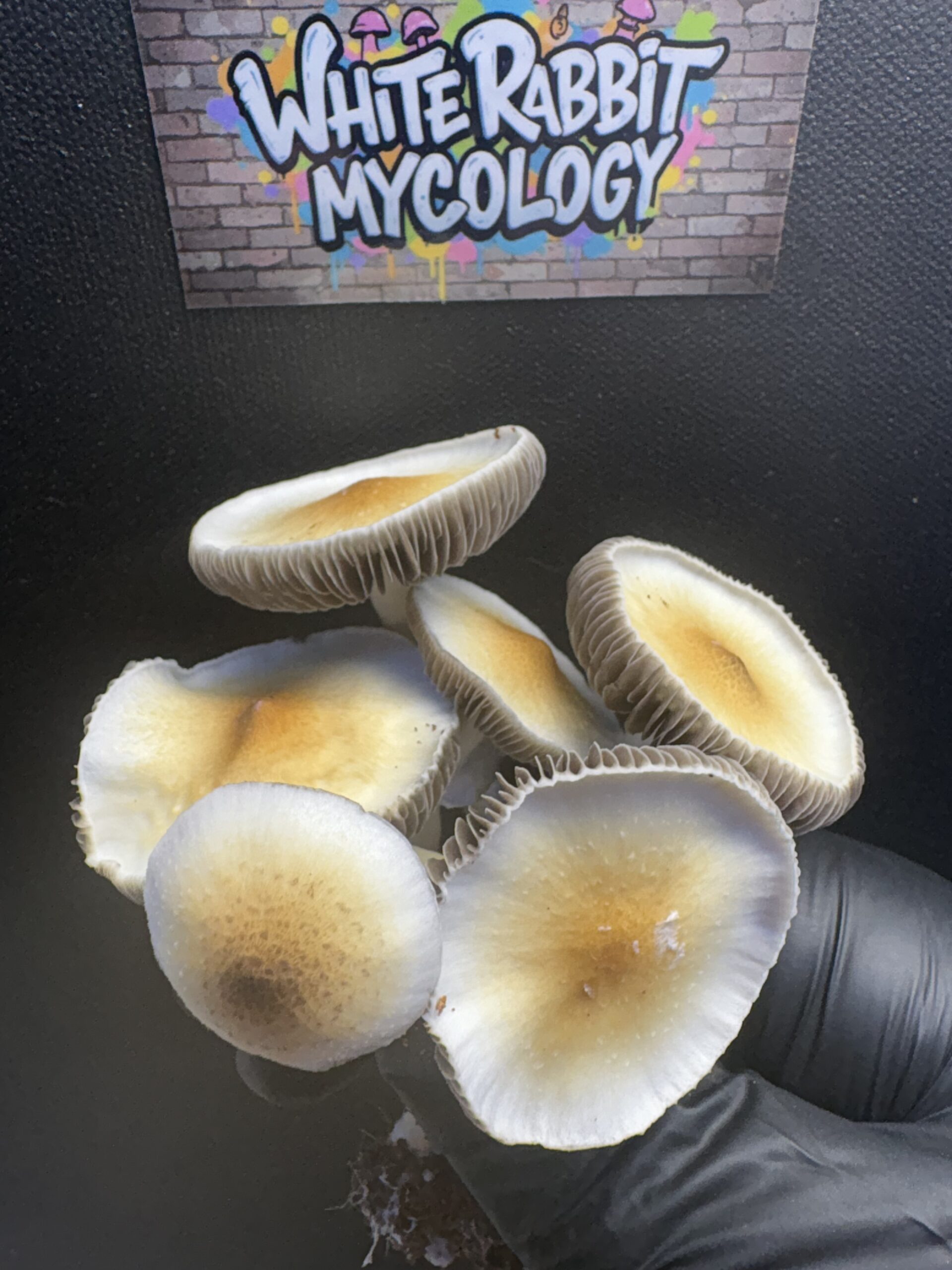 Fort McCoy Cubensis Swab Set - White Rabbit Mycology