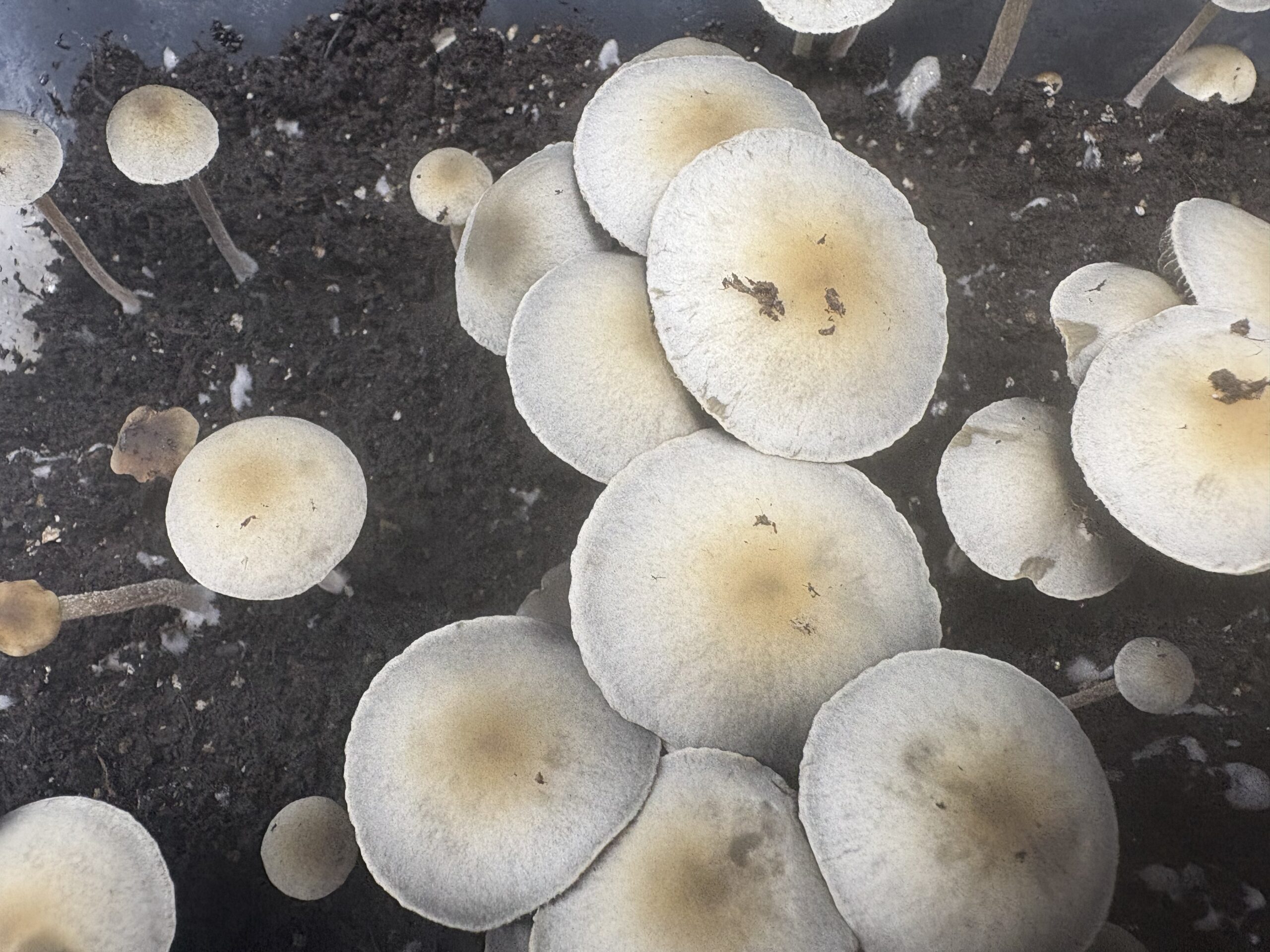 Laos Pan Cyan Spore Print - White Rabbit Mycology